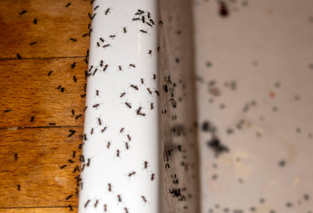 Best Cockroach Control Services  in Cos Co, CT